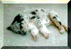 Sydney puppy